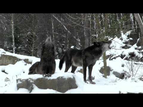 Youtube: Wölfe heulen