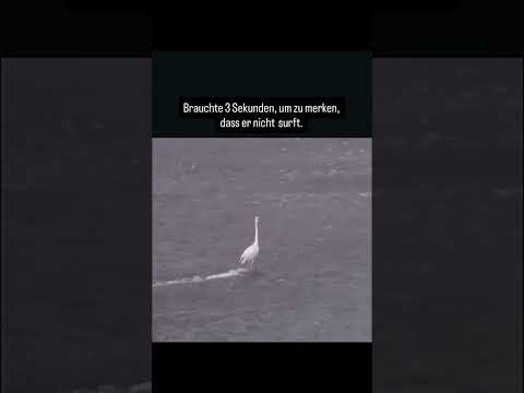 Youtube: Ich dachte wirklich, er surft #viral #memes #picture #funny #shorts #like #follow #fyp