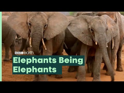 Youtube: Elefanten wie sie leiben und leben | BBC Earth