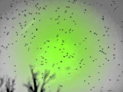 Youtube: Oliver Koletzki - Der Mückenschwarm (Dominik Eulberg Remix)
