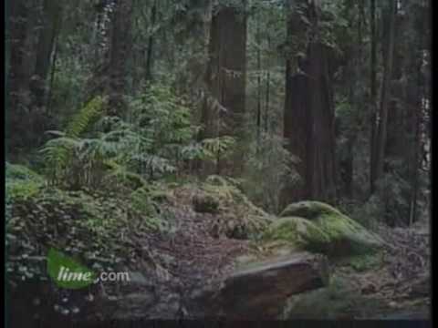 Youtube: Part 1 - Julia Butterfly Hill - Adventures In Treesitting