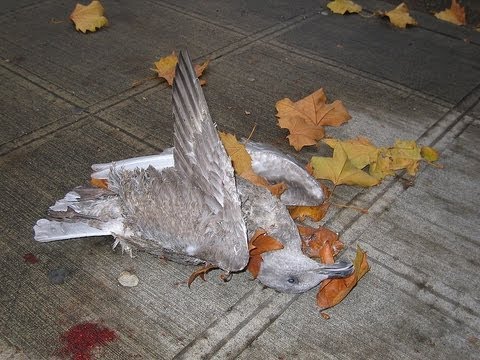 Youtube: Thousands Of Dead Birds Fall From Sky On New Year's Eve In Arkansas USA -- Report
