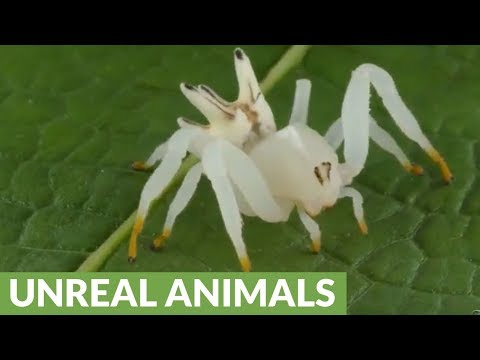 Youtube: Unique spider mimics flower to attract prey