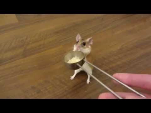 Youtube: how to teach a mouse to spin on cue