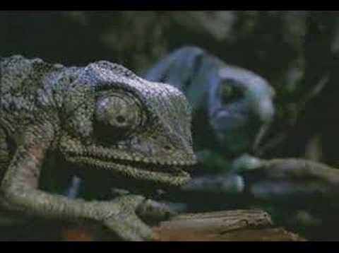 Youtube: Budweiser Frogs Commercial - Still Alive