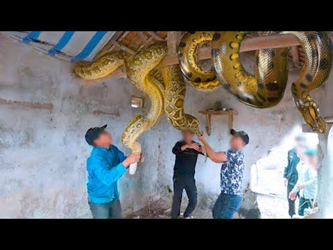 Youtube: No One Could Believe What These Snakes Did Inside That House