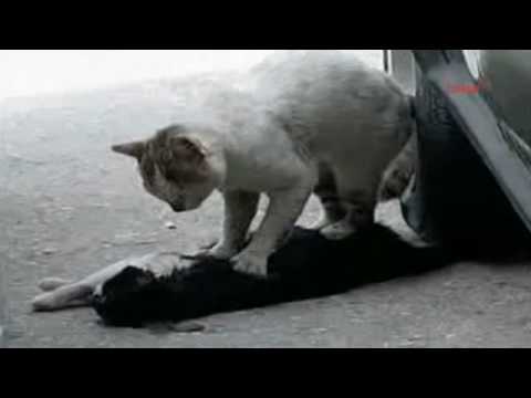 Youtube: Cat gives a cardiac massage to his injured girlfriend