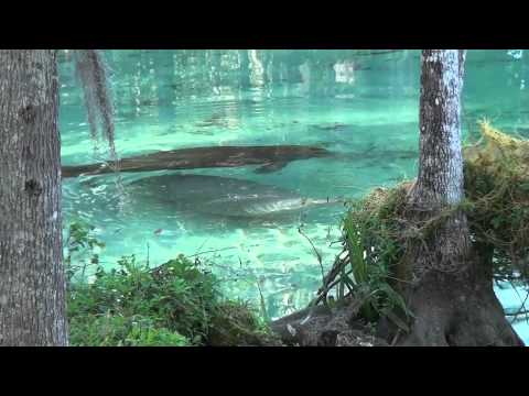 Youtube: Abenteuer Everglades 3D -- Die Manatis des Crystal River (Blu-ray) (Deutscher Trailer)
