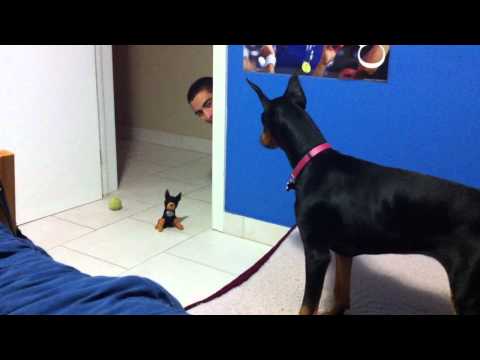 Youtube: funny scared doberman