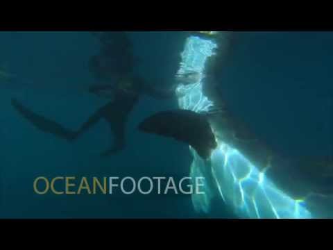 Youtube: "Sharkman" Dives Unprotected with HUGE Great White Shark