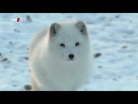 Youtube: Tiere der Arktis - Polarfuchs, Eisbär, Schneehase und Co. [Doku]
