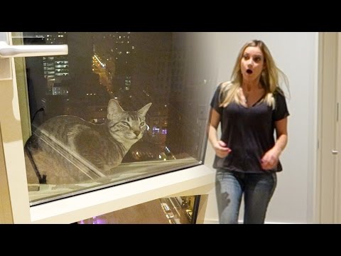 Youtube: CAT FALLS OUT WINDOW PRANK