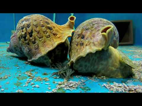 Youtube: Triton Trumpet Snail (Charonia tritonis) and Crown of thorns Starfish (Acanthaster planci)