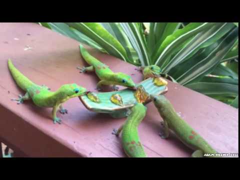 Youtube: Geckos With Yoshi Sounds
