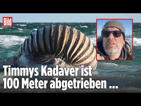 Youtube: ANHOLT: Toter Wal Timmy treibt 100 Meter ab – Bergung wegen Sturm weiter unklar