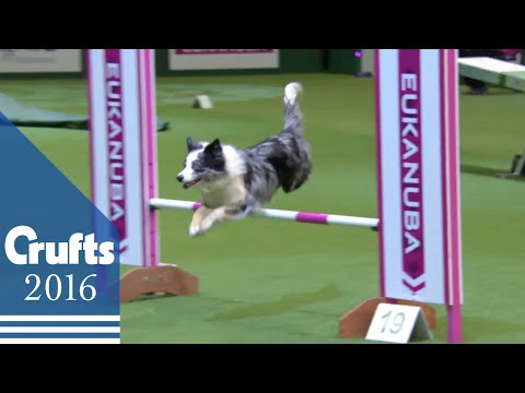 Youtube: Agility - Championship Final | Crufts 2016