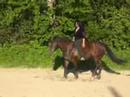 Youtube: frei reiten ohne zwang