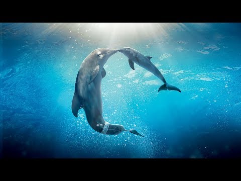 Youtube: Healing songs of Dolphins & Whales | Deep Meditative Music for Harmony of Inner Peace