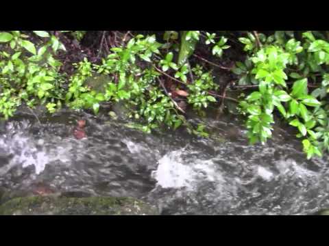 Youtube: A High Water Day At Finca Dinca Doo