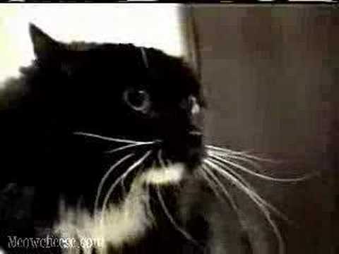 Youtube: Talking Cat