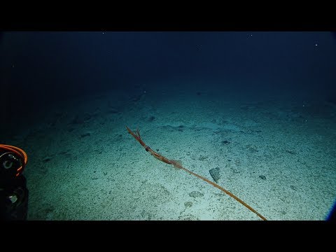 Youtube: Sinuous Asperoteuthis Mangoldae Squid Filmed Alive for First Time | Nautilus Live