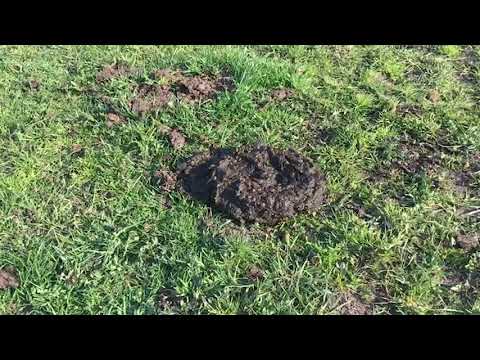 Youtube: Darum sind Kuhfladen so wichtig! | De Öko Melkburen