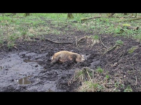 Youtube: An der Wildschweinsuhle   at the wild boar wallow