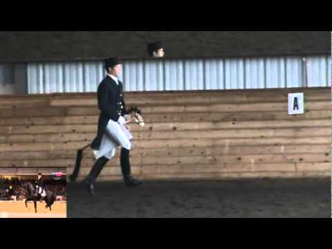 Youtube: Totilas Freestyle Tribute - the whole stick horse performance