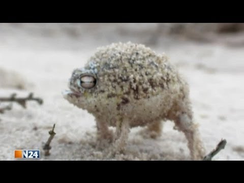 Youtube: Ein Frosch im Stimmbruch