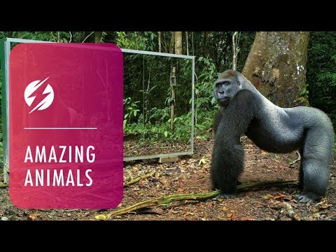 Youtube: Animals in Mirrors Hilarious Reactions