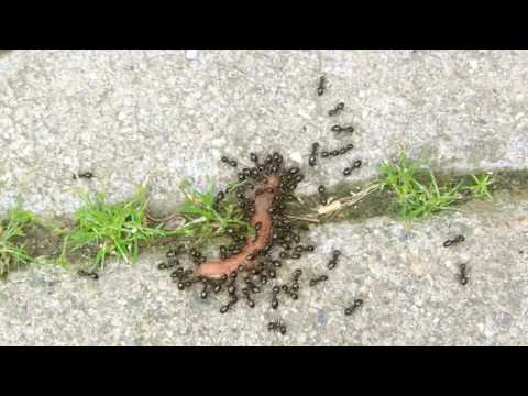 Youtube: Ameisen vs Raupe im Zeitraffer