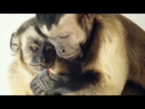Youtube: Moral behavior in animals | Frans de Waal