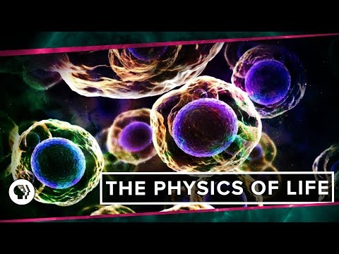 Youtube: The Physics of Life (ft. It's Okay to be Smart & PBS Eons!)