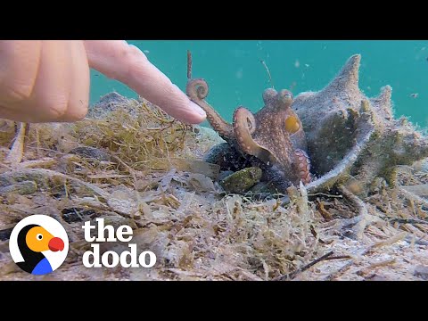 Youtube: Wild Octopus Is Always Excited To See His Human Best Friend | The Dodo Wild Hearts