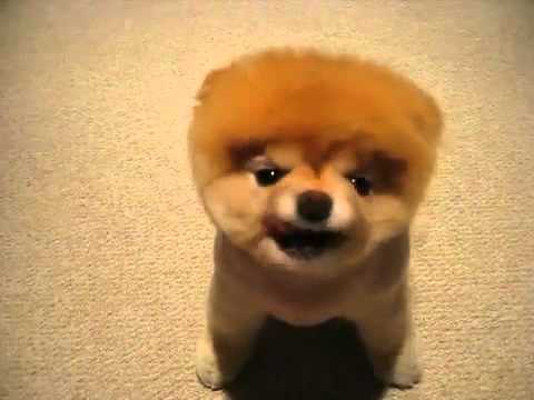 Youtube: Cute Puppy, Fluffy