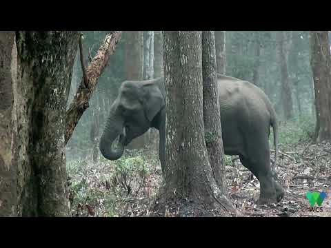 Youtube: “Smoke-Breathing” Elephant Stumps Scientists