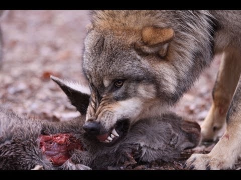 Youtube: Wölfe für Menschen gefährlich? Wolfcenter Dörverden Wolf Angriff - by schuhplus Schuhe in Übergrößen