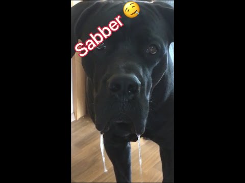 Youtube: Sabbern eure Hunde auch so ?
