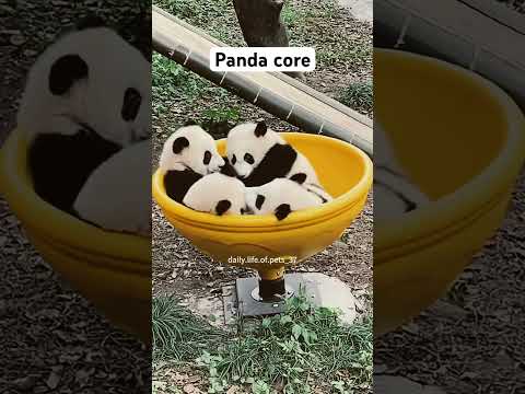 Youtube: Panda core #panda #cuteanimals #animals