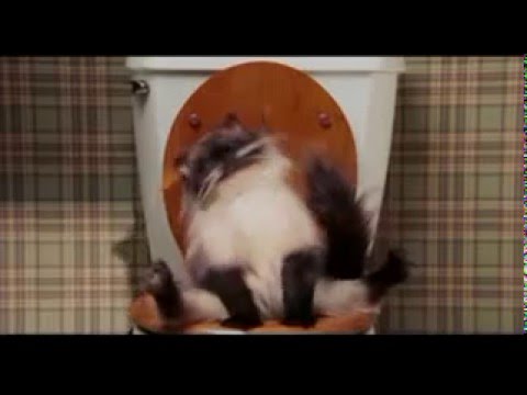 Youtube: Pooping Cat from Date Movie