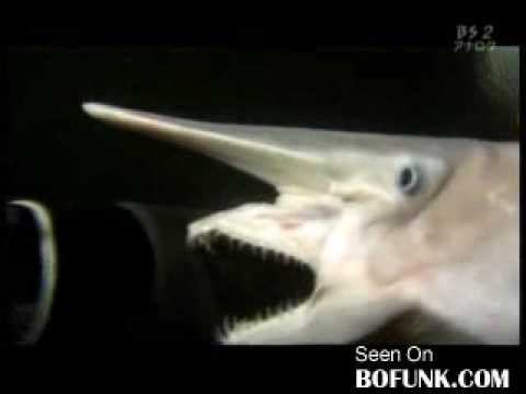 Youtube: Goblin Shark