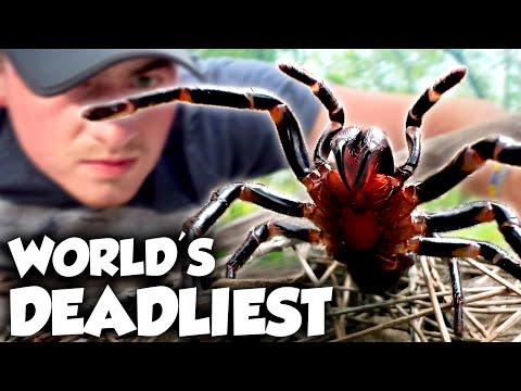 Youtube: Die GEFÄHRLICHSTEN Spinnen der Welt