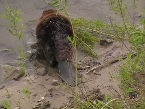 Youtube: Biber in der Donau in Regensburg, Eiserner Steg