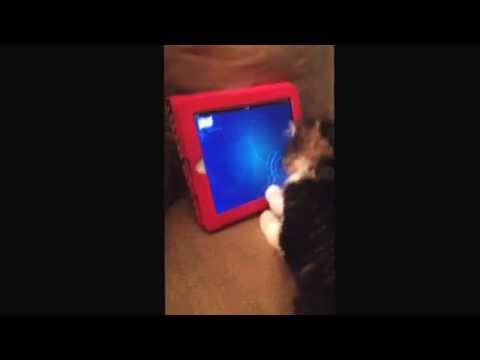 Youtube: Ruxin the Kitten Playing With the iPad