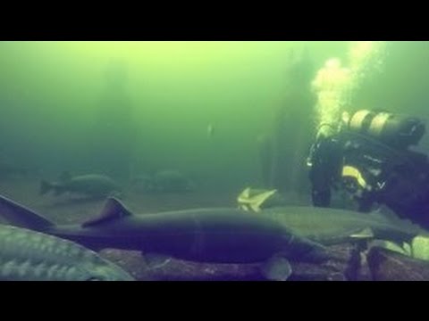 Youtube: Tauchen im Unterwasserpark von NaturaGart