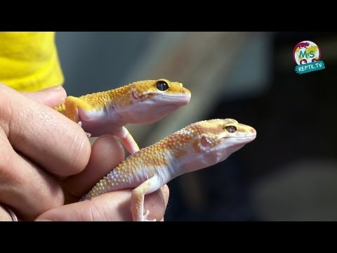 Youtube: Reptil.TV - Folge 40 - Leopardgeckos Basics