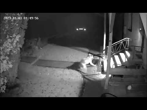 Youtube: Wolf reißt Hund vor der Haustür.