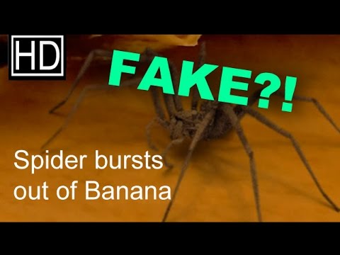 Youtube: Spider bursts out of a banana - FAKE - explained