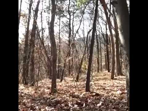 Youtube: Mann im Wald LachFlash