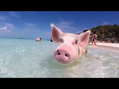 Youtube: Swim with the pigs in this tropical paradise